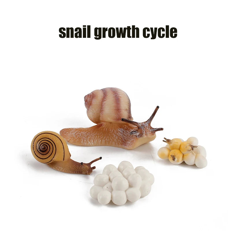 Ma planche de l'évolution