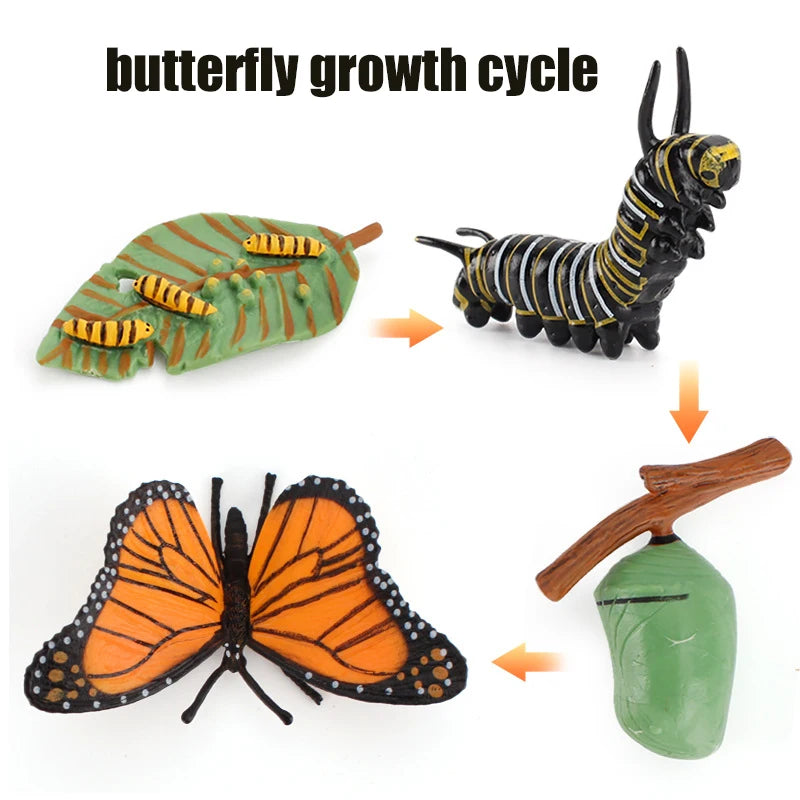 Ma planche de l'évolution