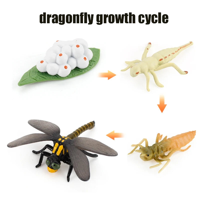 Ma planche de l'évolution