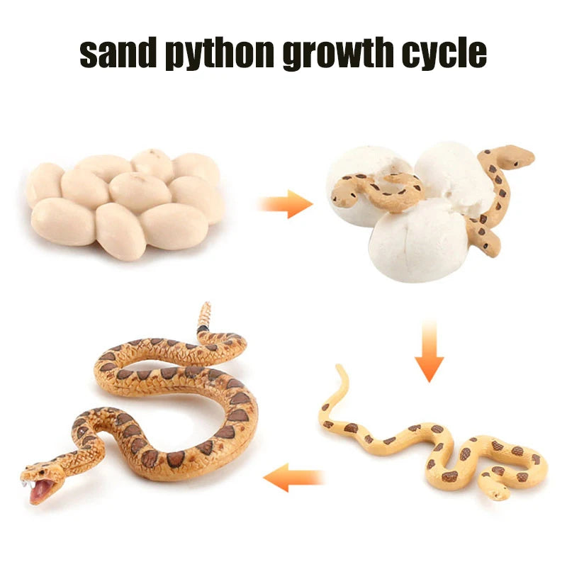 Ma planche de l'évolution