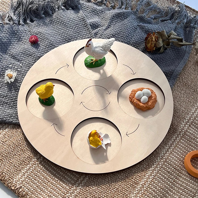 Ma planche de l'évolution