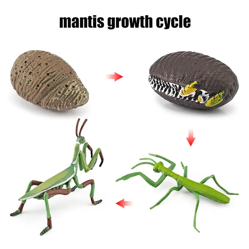Ma planche de l'évolution