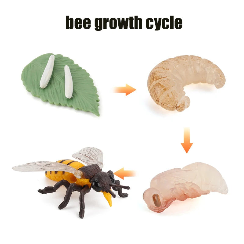 Ma planche de l'évolution