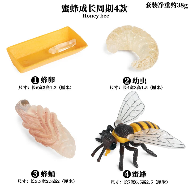 Ma planche de l'évolution