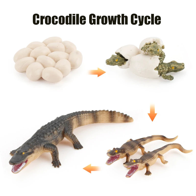 Ma planche de l'évolution