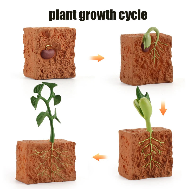 Ma planche de l'évolution