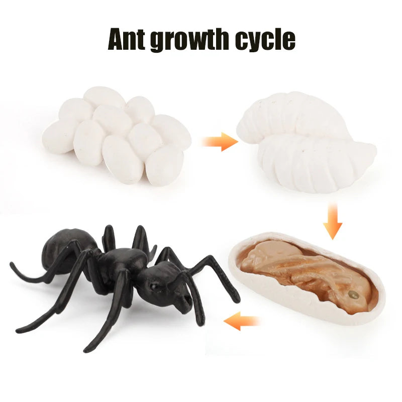 Ma planche de l'évolution