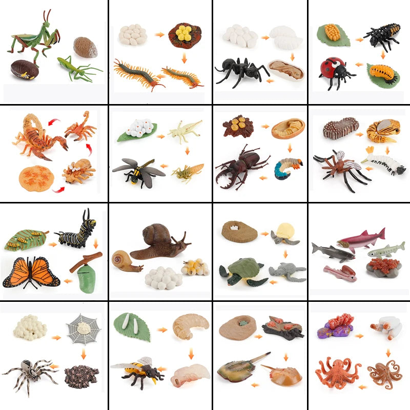 Ma planche de l'évolution