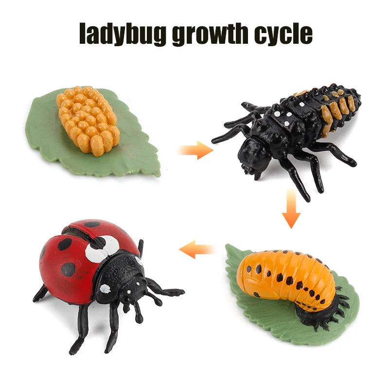 Ma planche de l'évolution