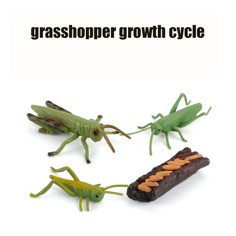 Ma planche de l'évolution