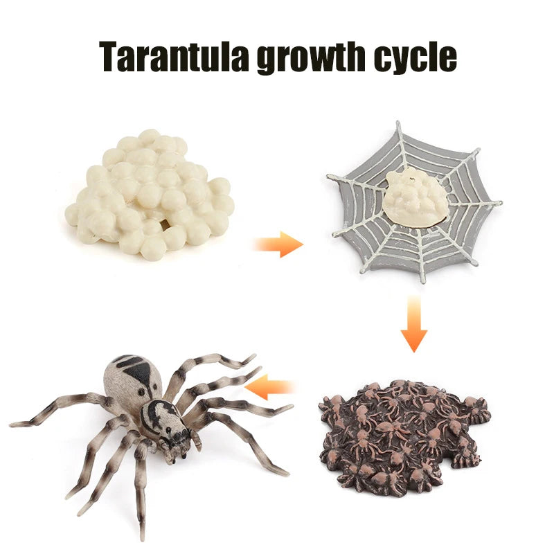 Ma planche de l'évolution