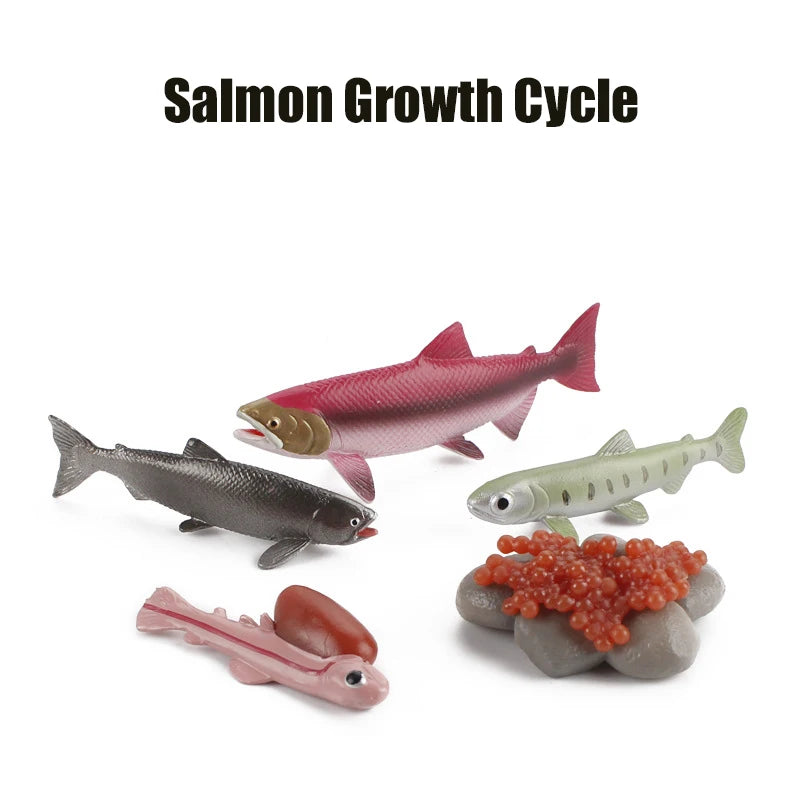 Ma planche de l'évolution